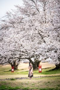 振袖前撮り・ロケーション撮影・信玄堤・桜